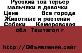Русский той-терьер мальчики и девочки › Цена ­ 8 000 - Все города Животные и растения » Собаки   . Кемеровская обл.,Таштагол г.